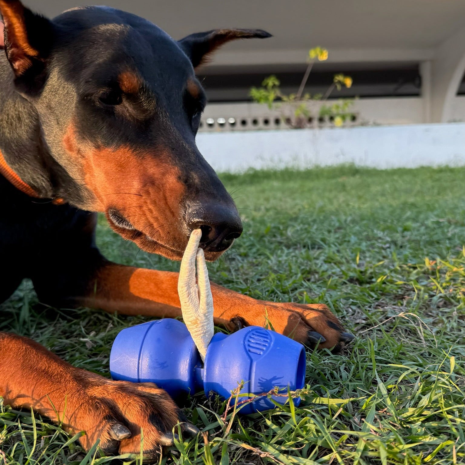 🇺🇸 Chewise Bully Stick Holder 零食固定器（藍色）